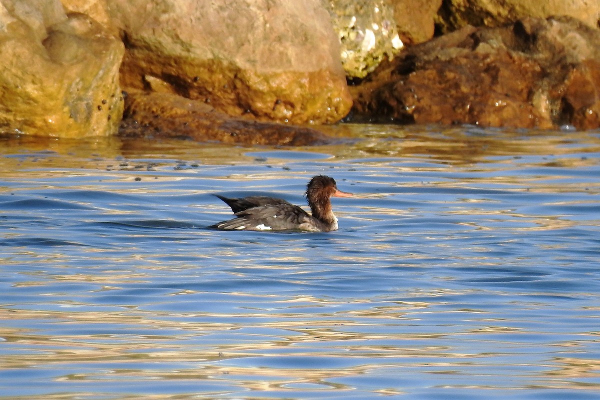 Red-breasted Merganser - ML311641051