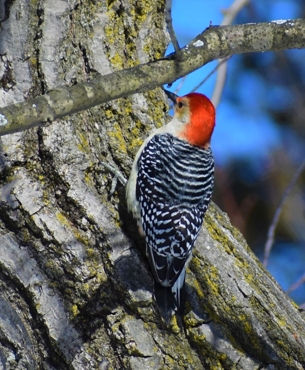 Red-bellied Woodpecker - ML311641201