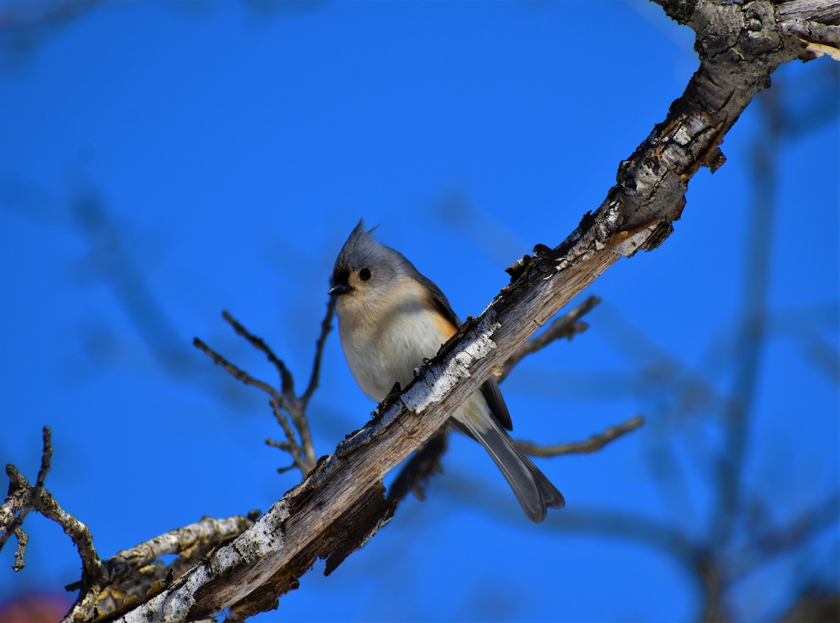 Tufted Titmouse - ML311641311