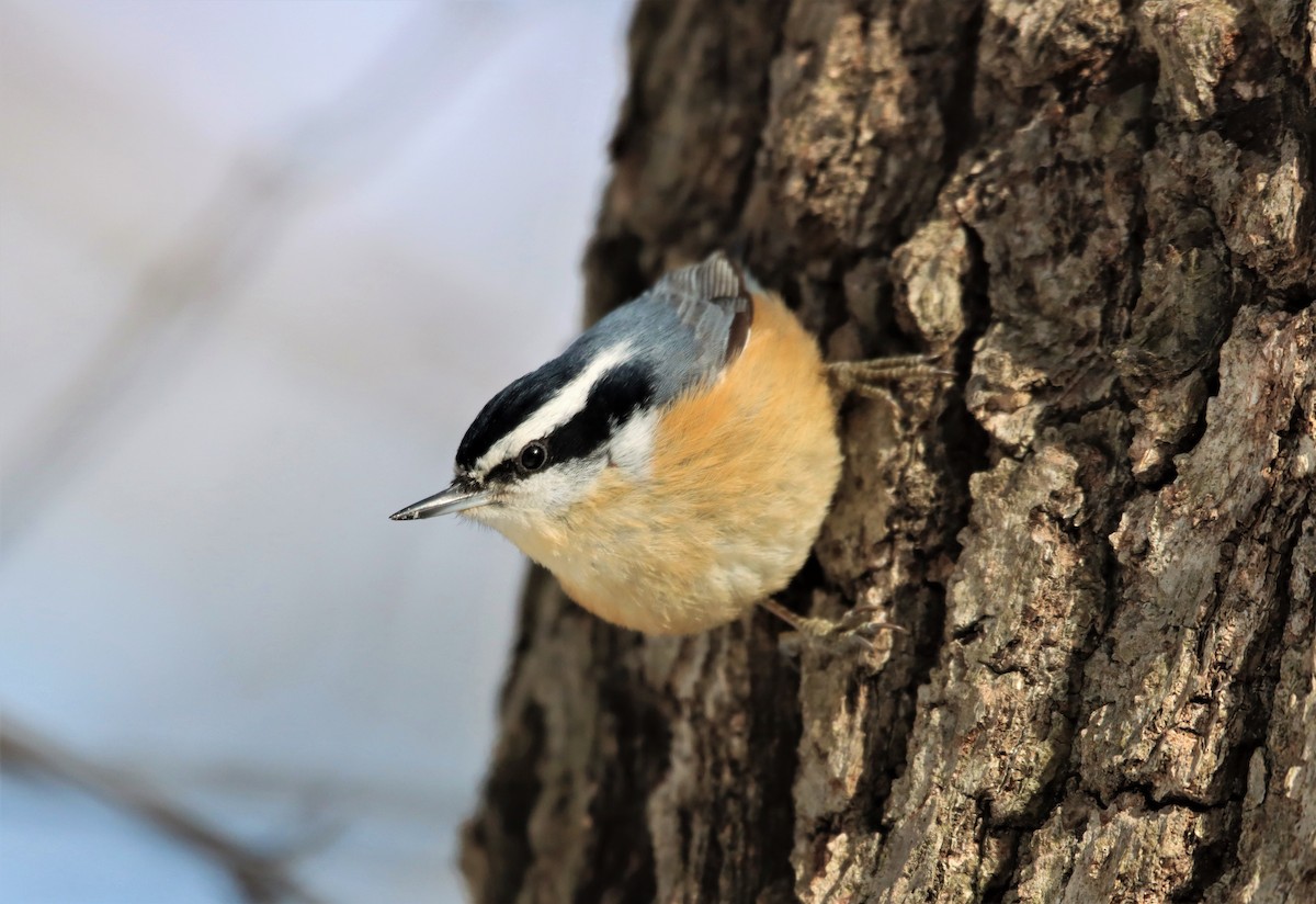 Red-breasted Nuthatch - ML311641621