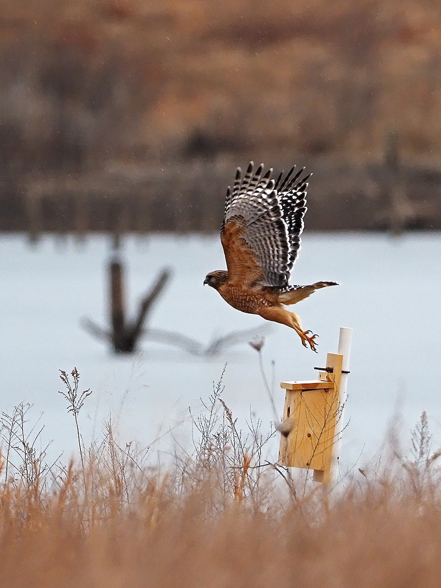 Red-shouldered Hawk - ML311641931