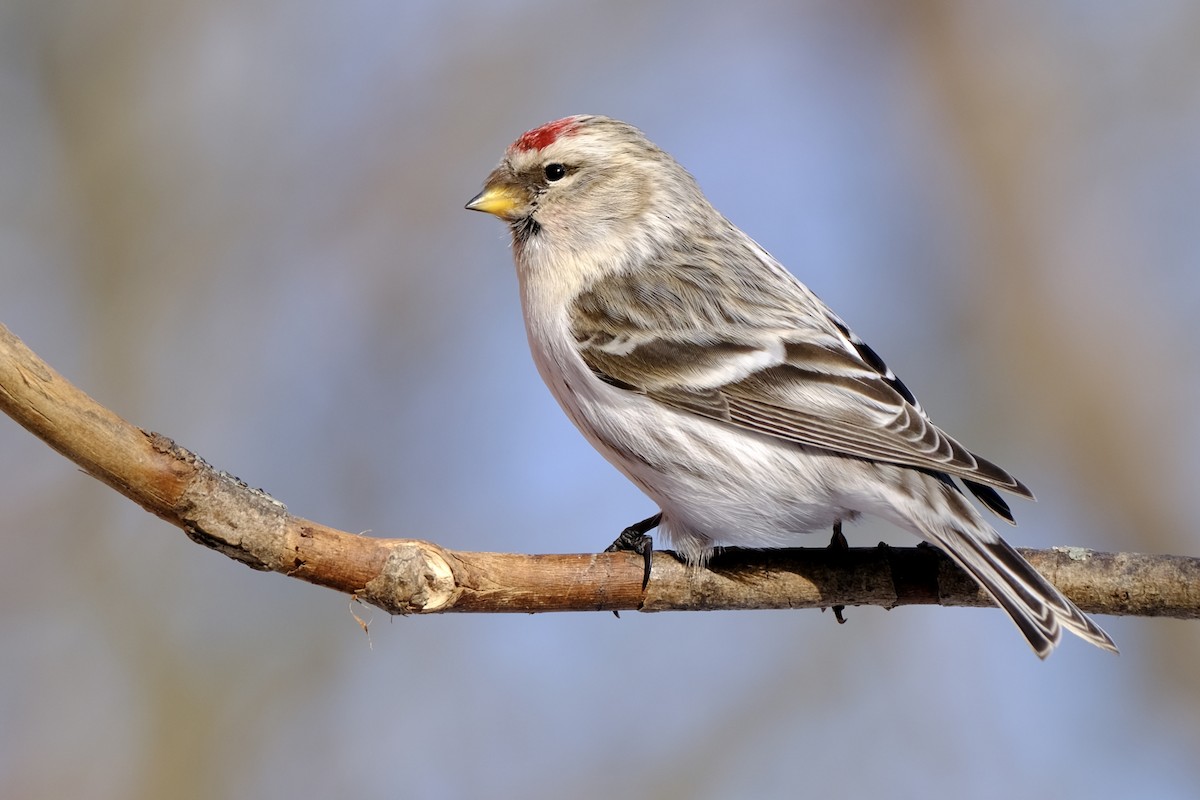 Redpoll (Hoary) - ML311642591