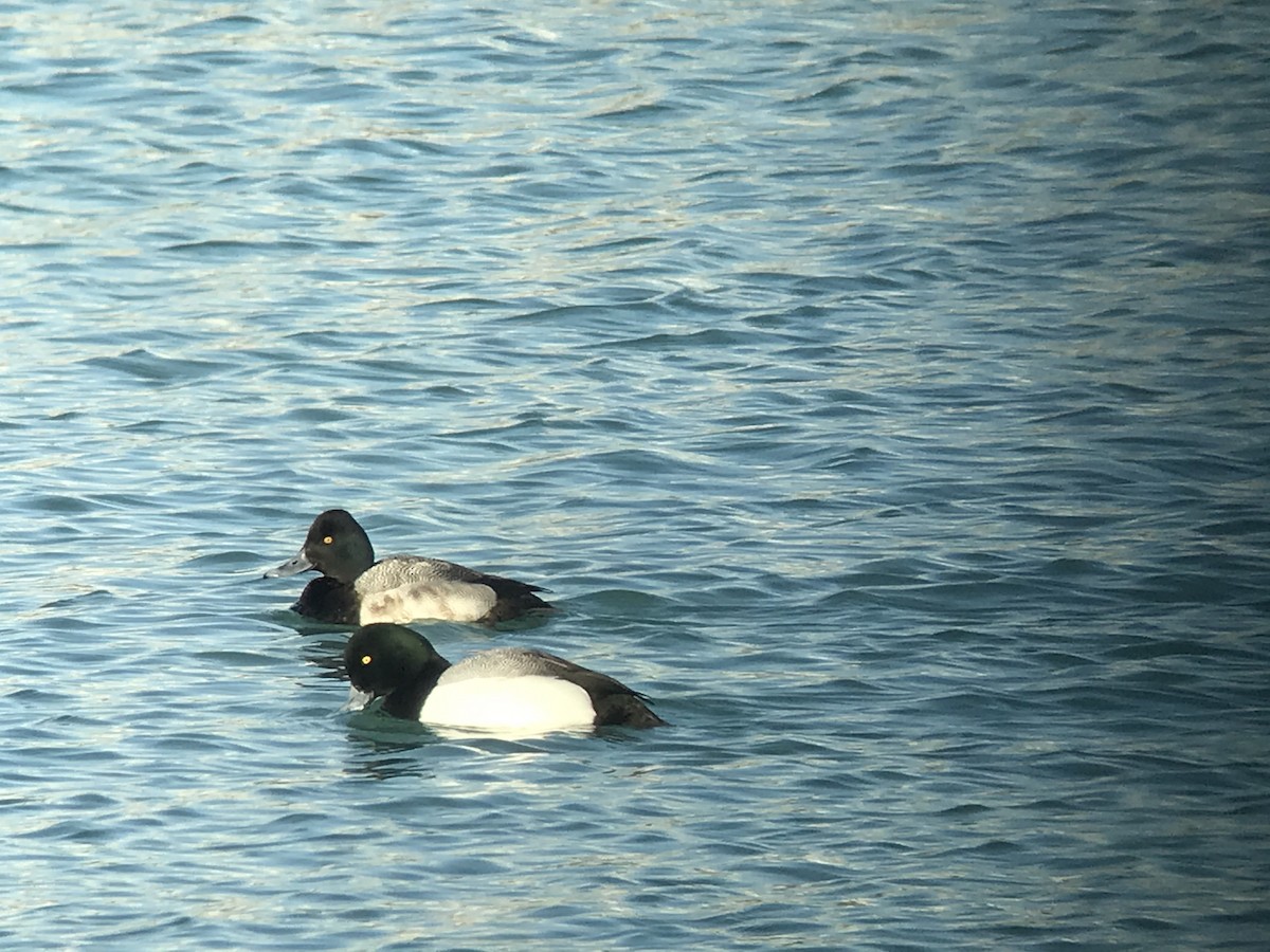 Lesser Scaup - ML311642791