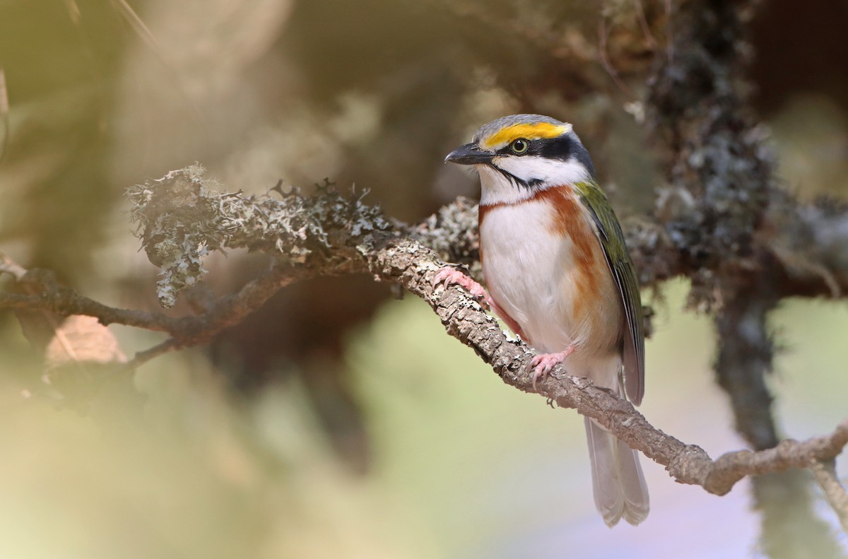 Chestnut-sided Shrike-Vireo - ML311643251