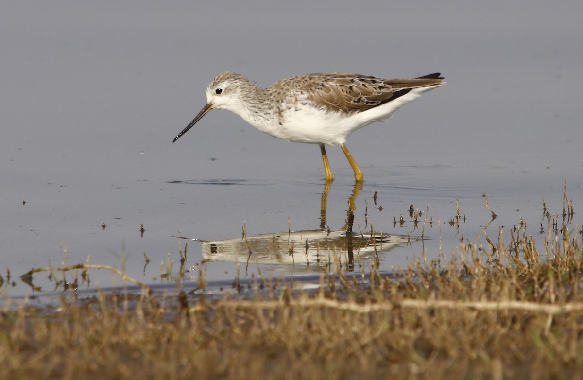 Marsh Sandpiper - ML311645001