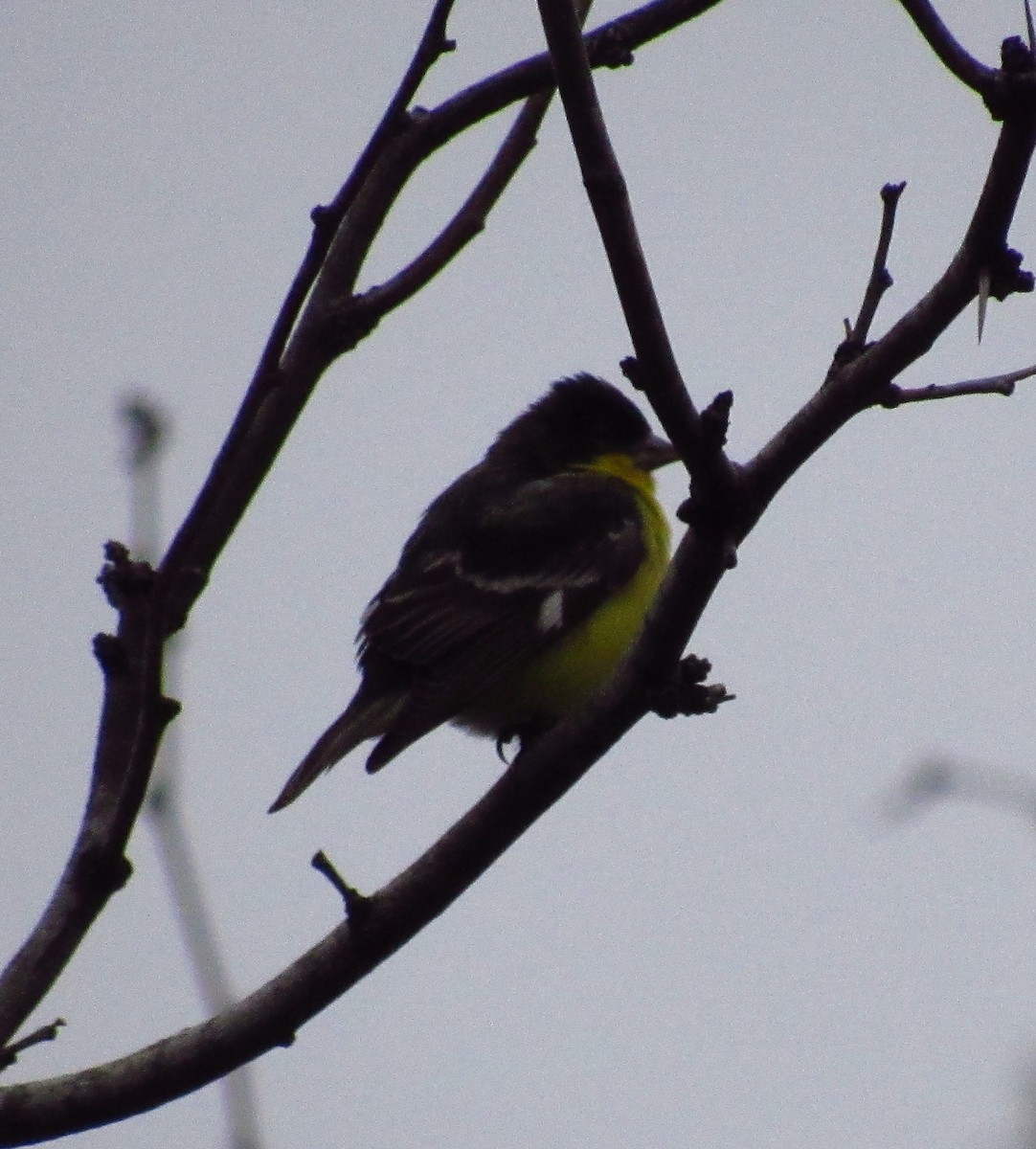 Lesser Goldfinch - ML311645931
