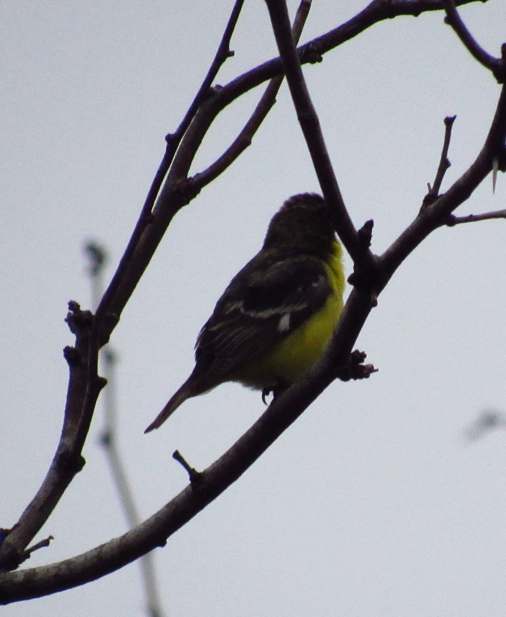 Lesser Goldfinch - ML311645941