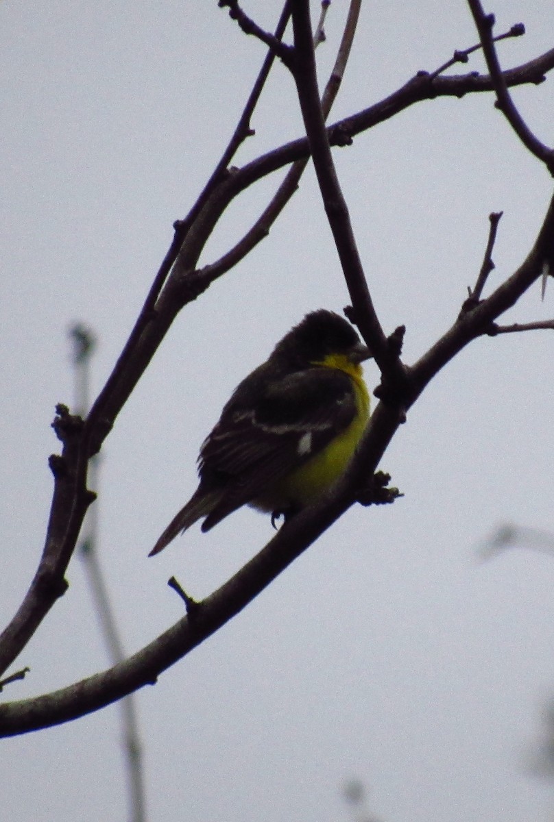 Lesser Goldfinch - ML311645951