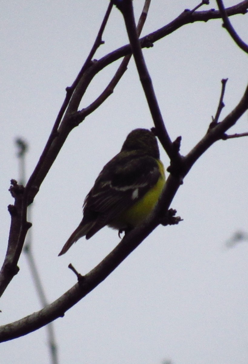 Lesser Goldfinch - ML311645961