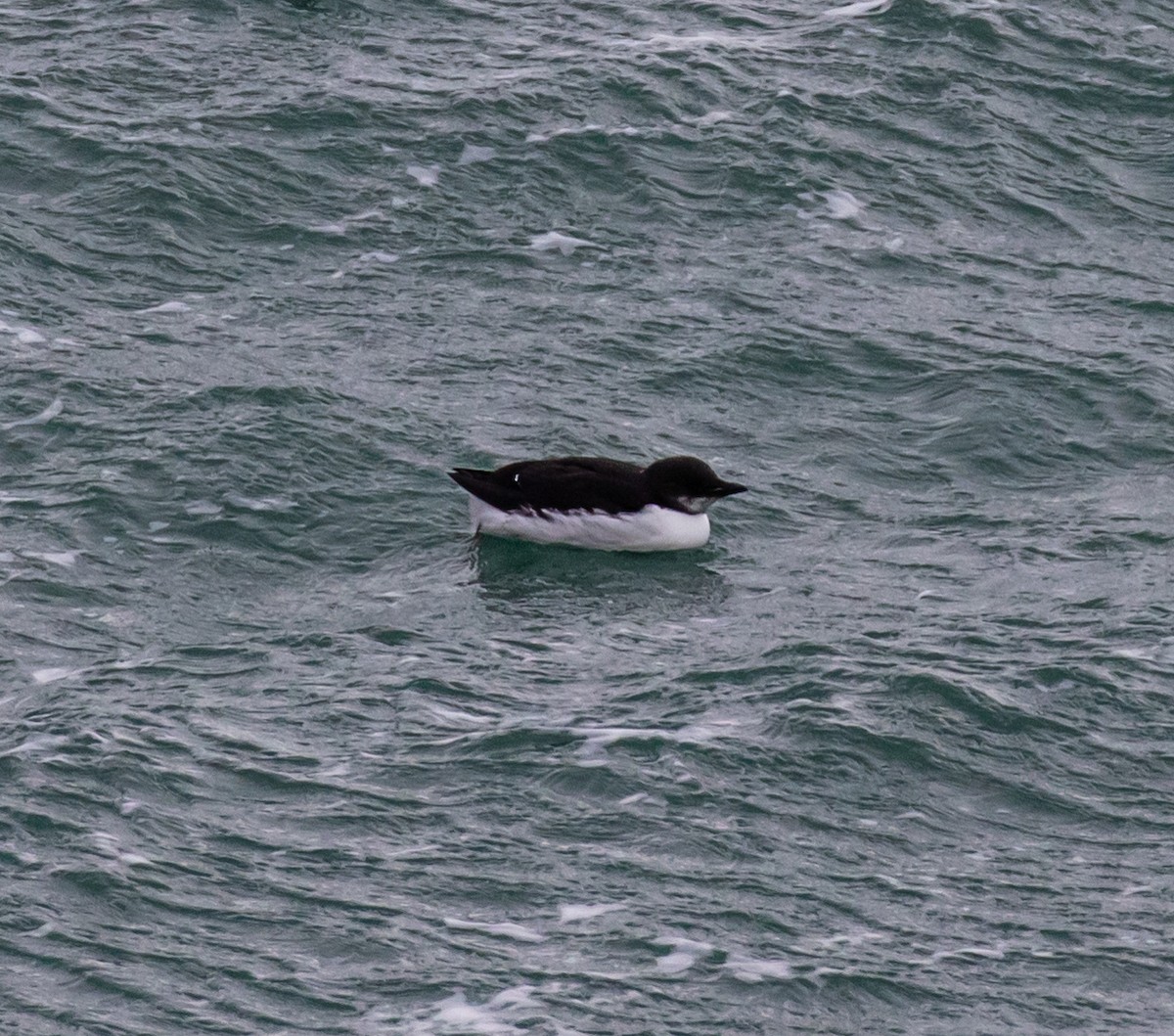 Thick-billed Murre - ML311646311