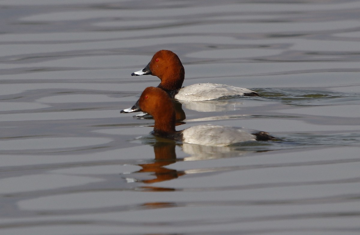 Common Pochard - ML311647301