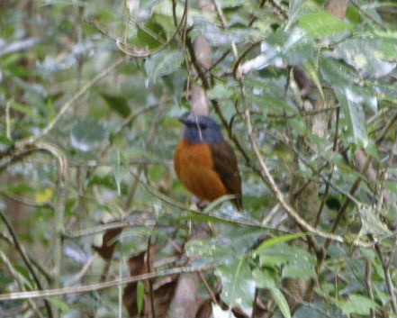 Amber Mountain Rock-Thrush - ML311650851