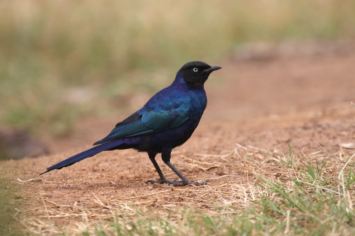 Rüppell's Starling - ML311651181