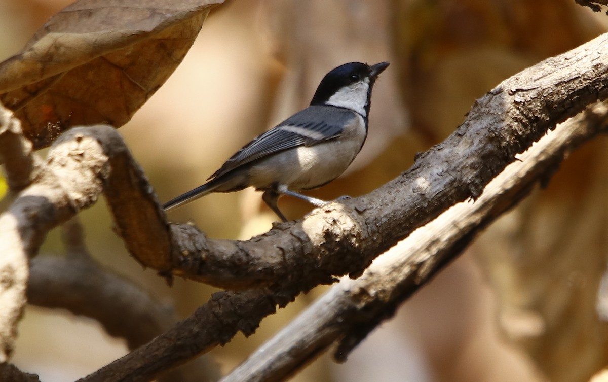 Asian Tit (Cinereous) - ML311652611