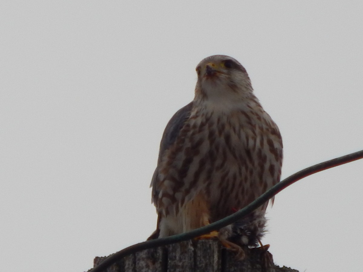 Merlin - ML311652981