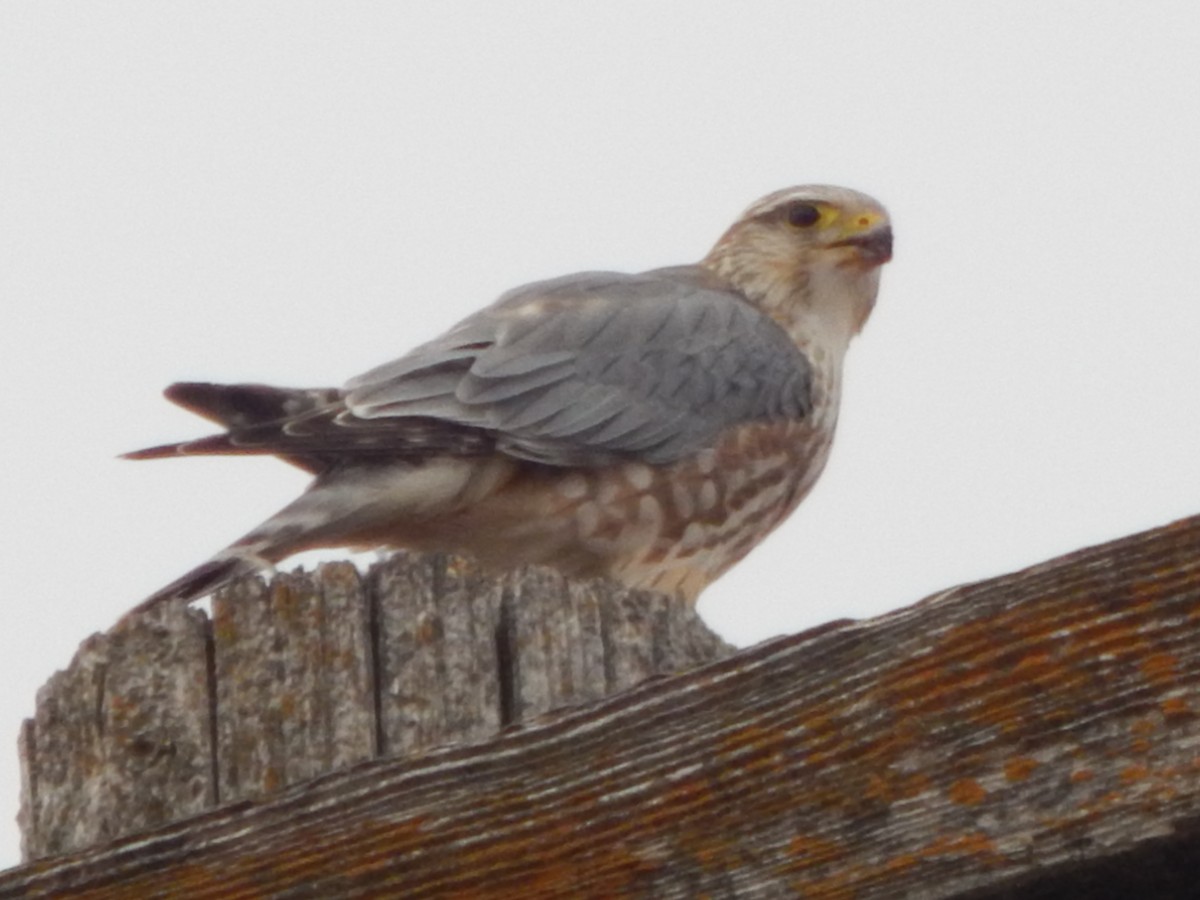 Merlin - ML311653011