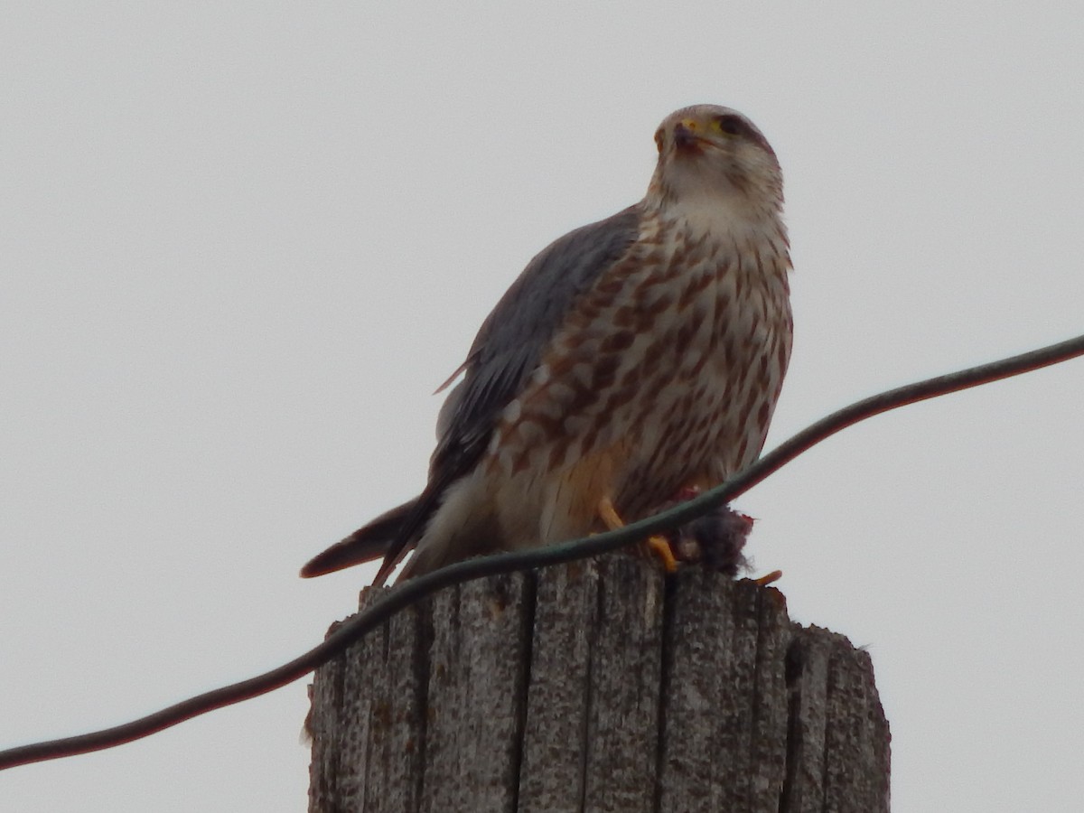 Merlin - ML311653201