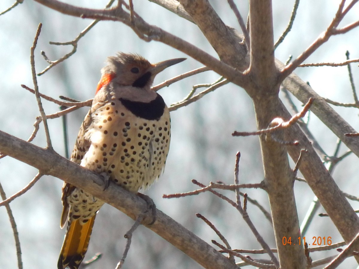 Northern Flicker - ML311653511