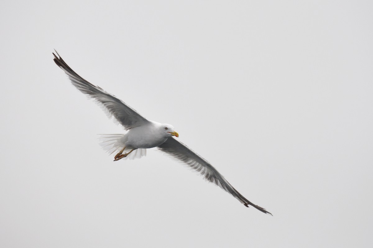 Yellow-legged Gull - Andreas Deissner