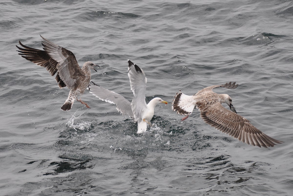 Yellow-legged Gull - ML311654131