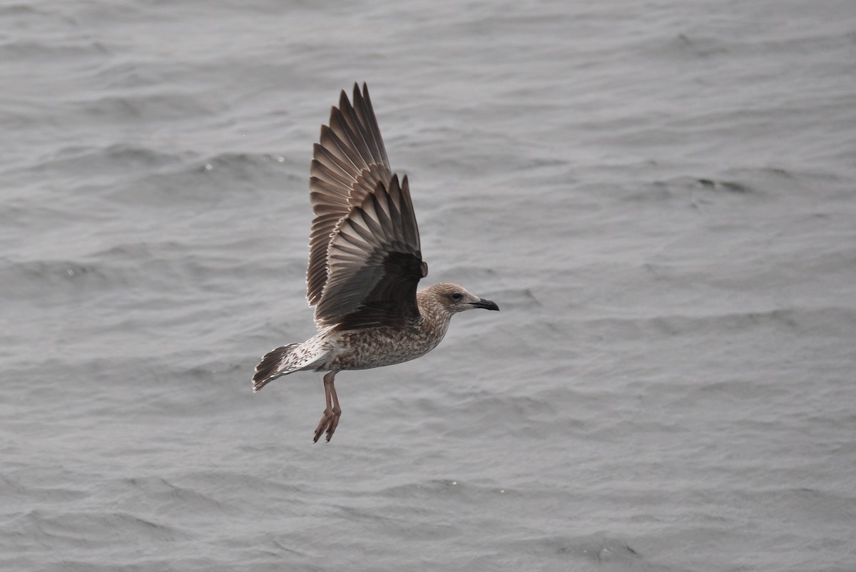 Lesser Black-backed Gull - ML311654191