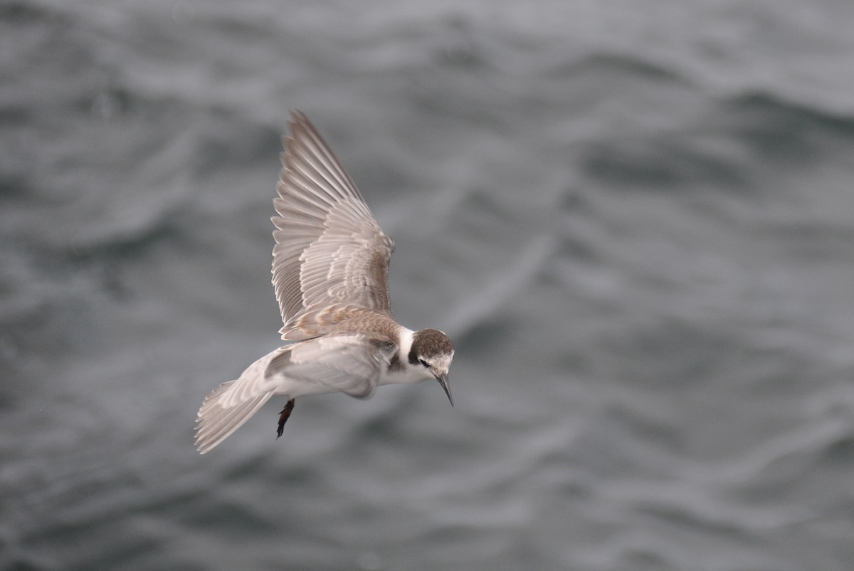 Black Tern - ML311654771