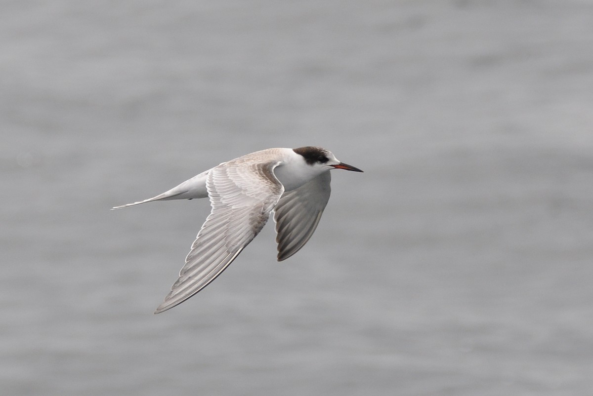 Common Tern - ML311654931