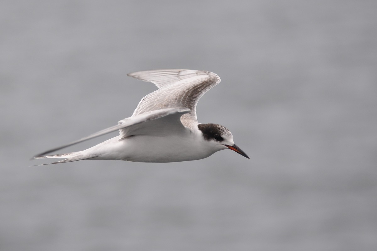 Common Tern - Andreas Deissner