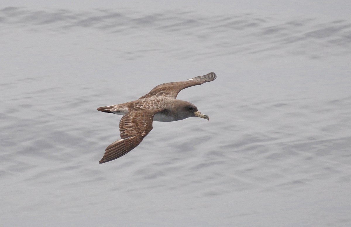 Cory's Shearwater (borealis) - ML311655891