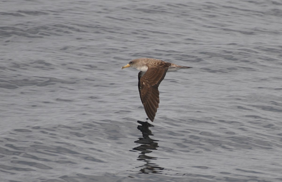 Cory's Shearwater (borealis) - ML311655921