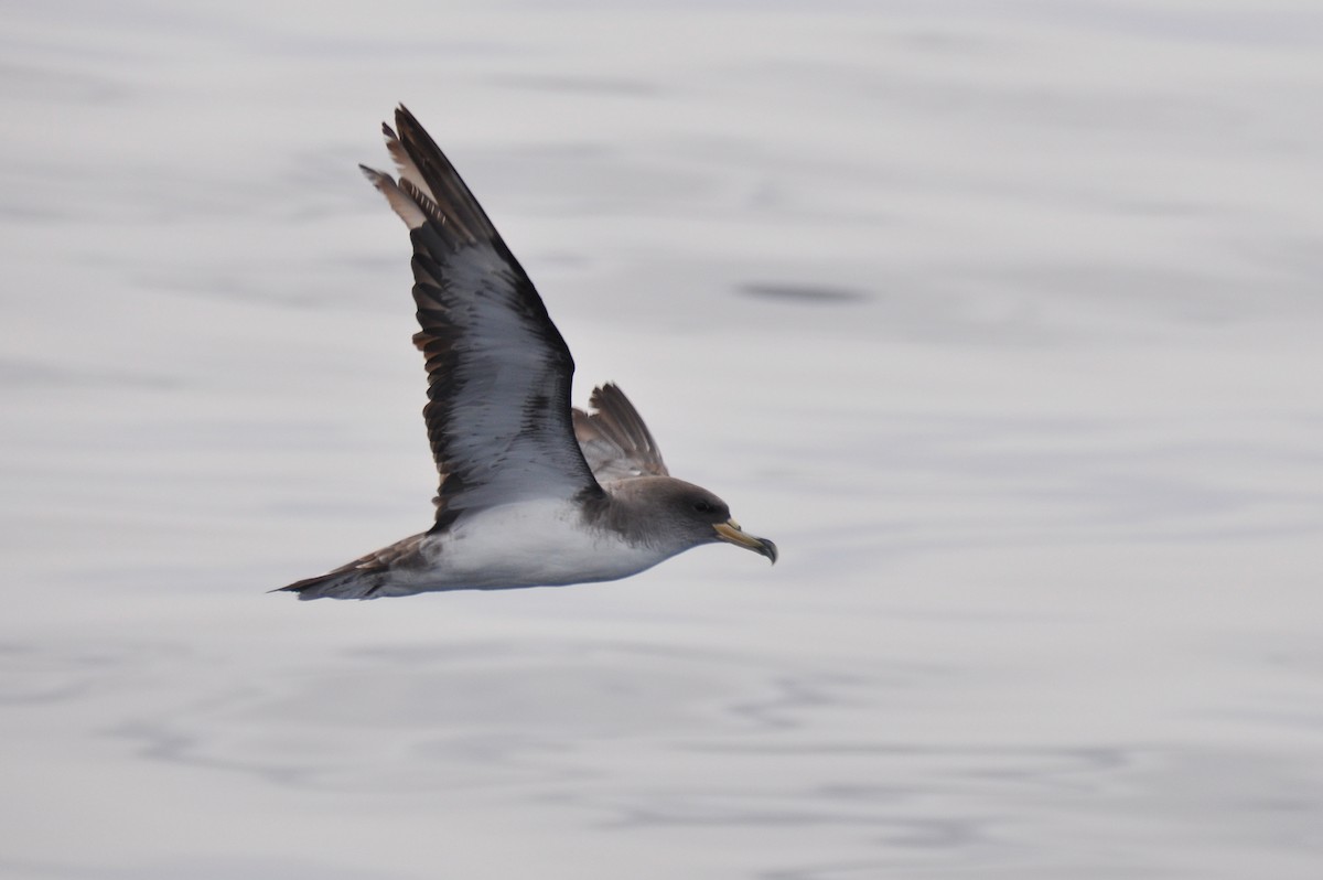 Cory's Shearwater (borealis) - ML311655981