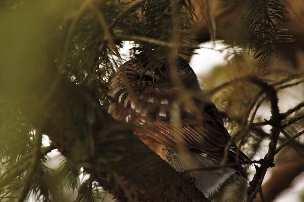 Northern Saw-whet Owl - Dolan Bohnert