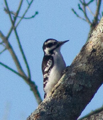 Hairy Woodpecker (Eastern) - ML311657121