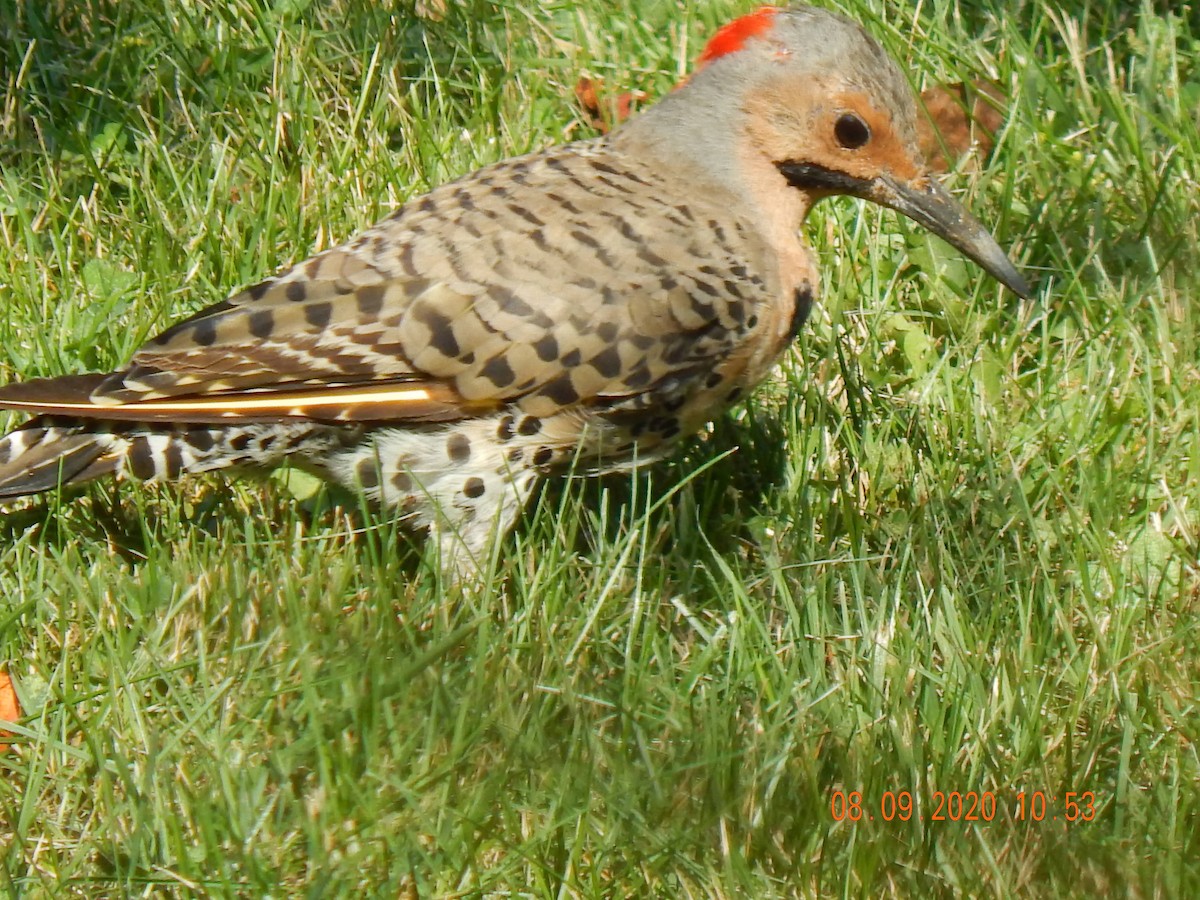 Northern Flicker - Elisa Walter