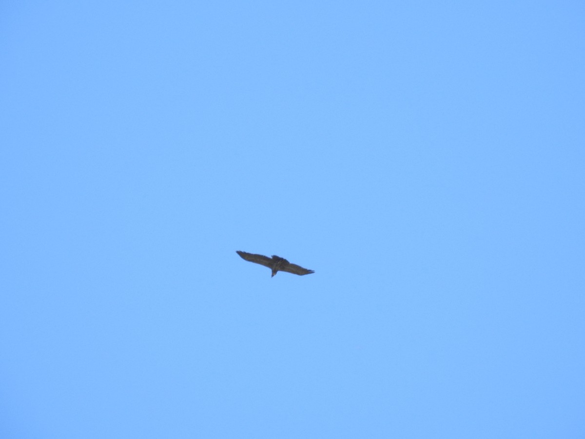 Andean Condor - Pablo Mealla