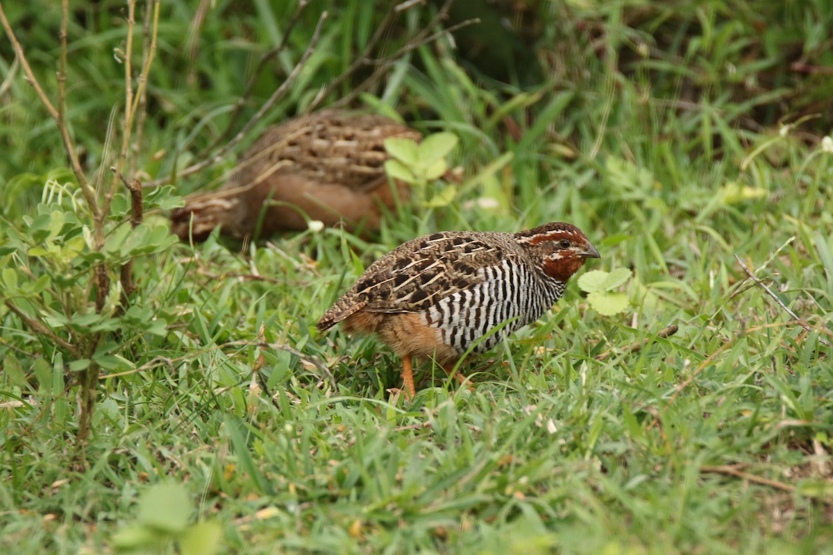 Jungle Bush-Quail - ML31166051