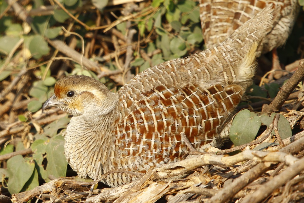 Gray Francolin - Amee Vyas