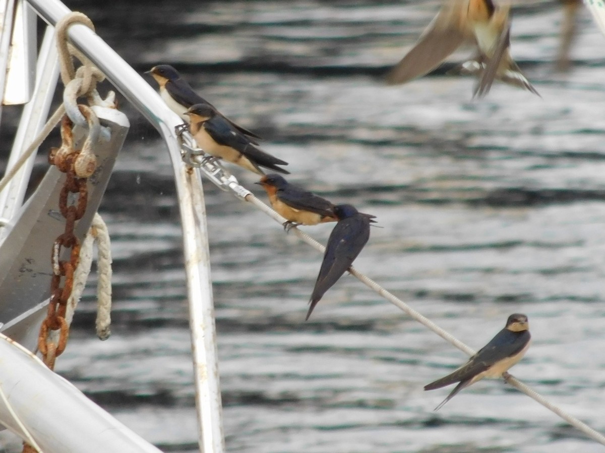 Barn Swallow - Candice Davis