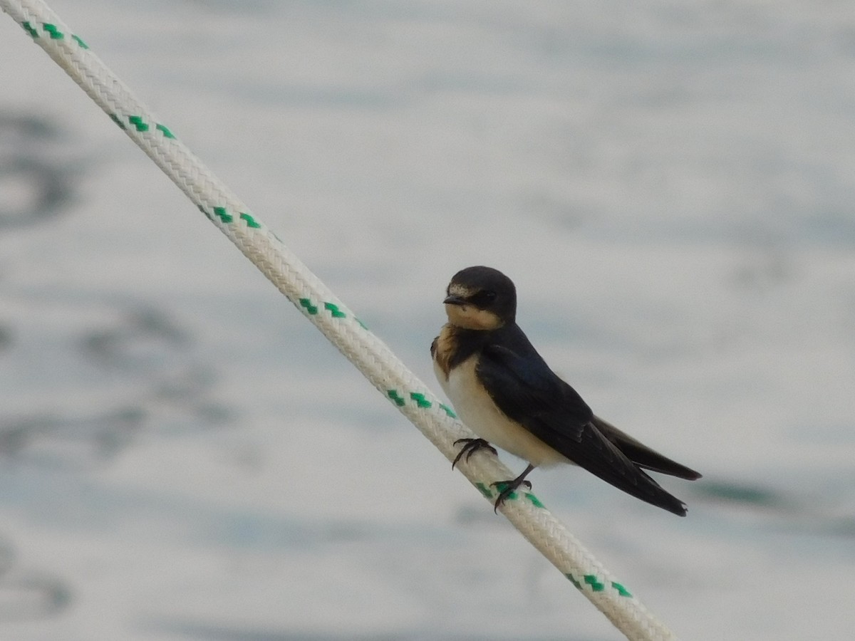 Barn Swallow - Candice Davis