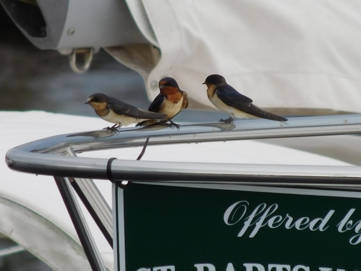 Barn Swallow - Candice Davis