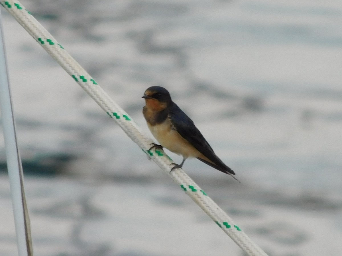 Barn Swallow - Candice Davis