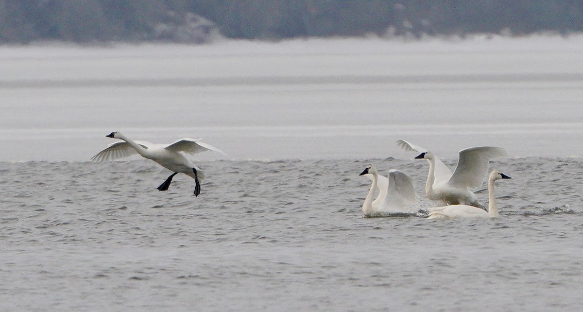 Tundra Swan - ML311664281