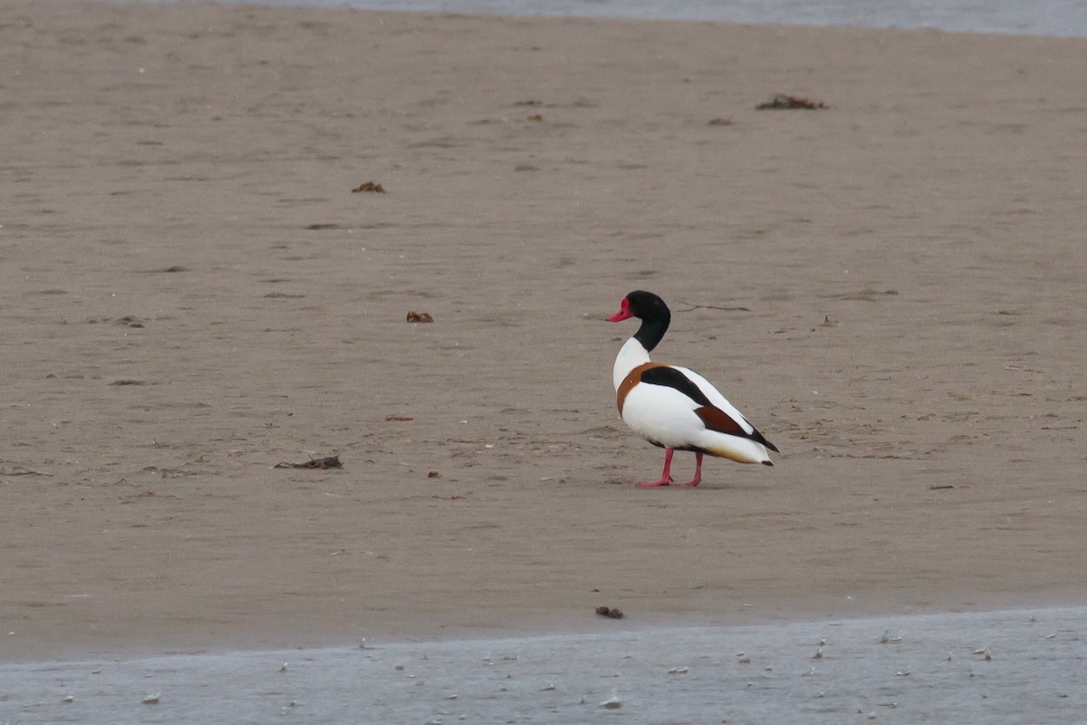 Common Shelduck - ML311664361