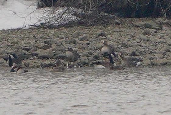 Greater White-fronted Goose - ML311664721