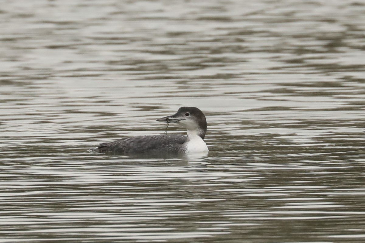 Common Loon - ML311664771