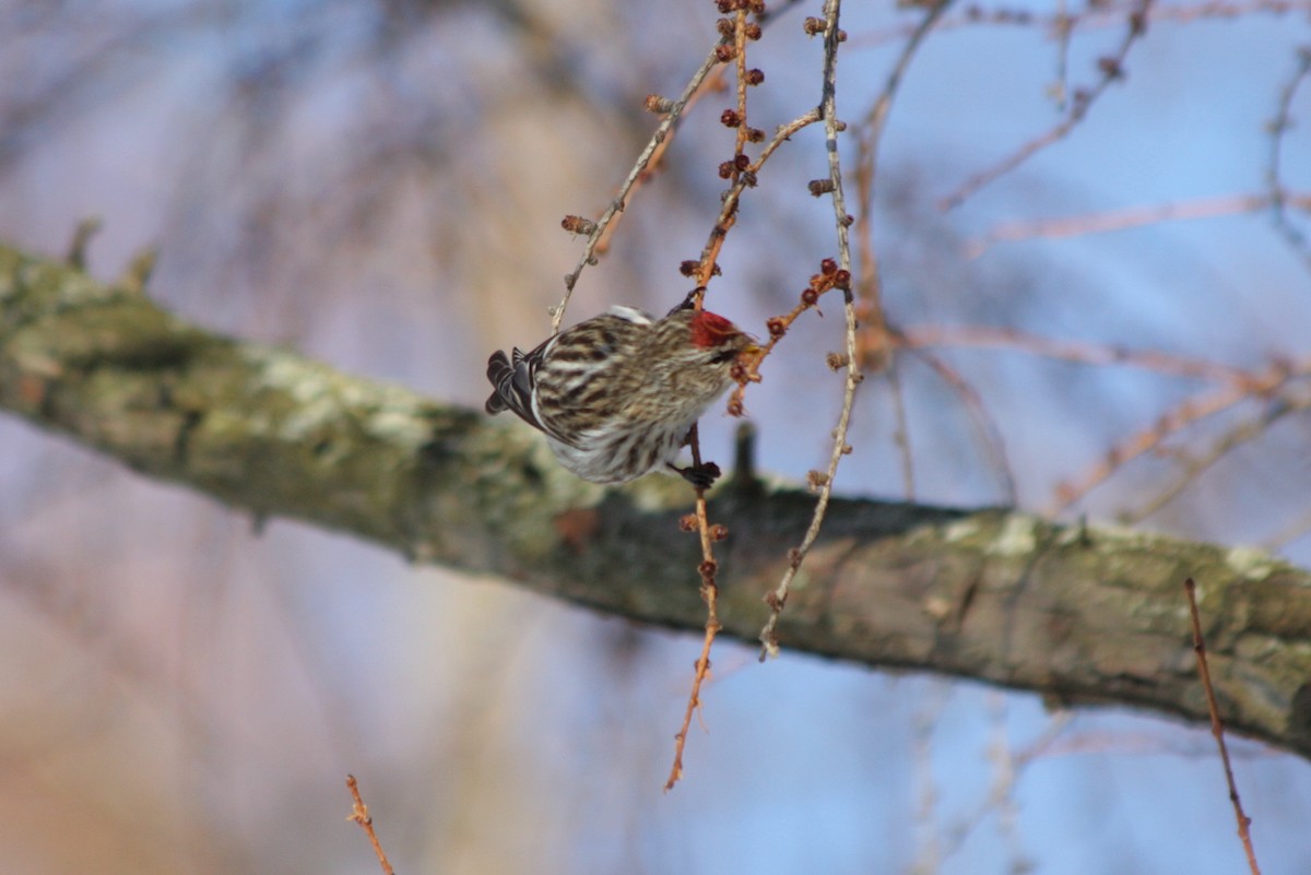 Common Redpoll - ML311665231