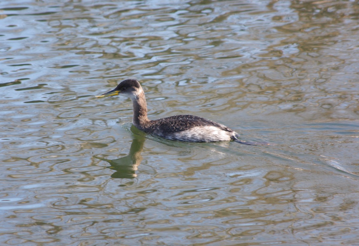 Red-necked Grebe - ML311667641