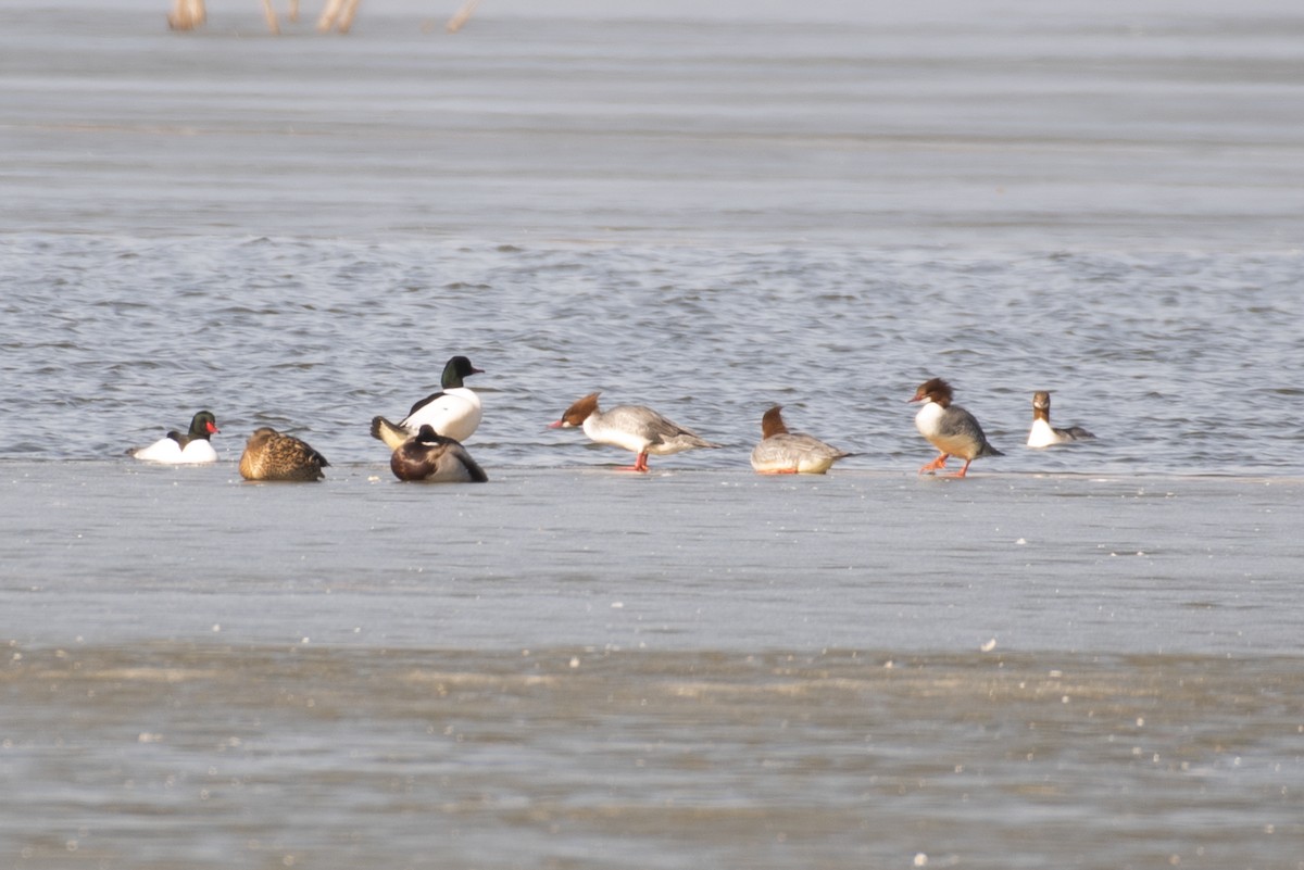 Common Merganser - ML311668031