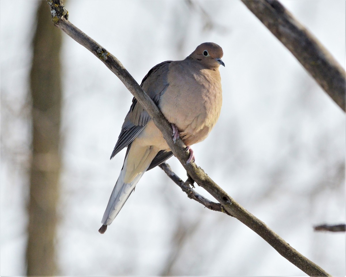 Mourning Dove - Heather Pickard