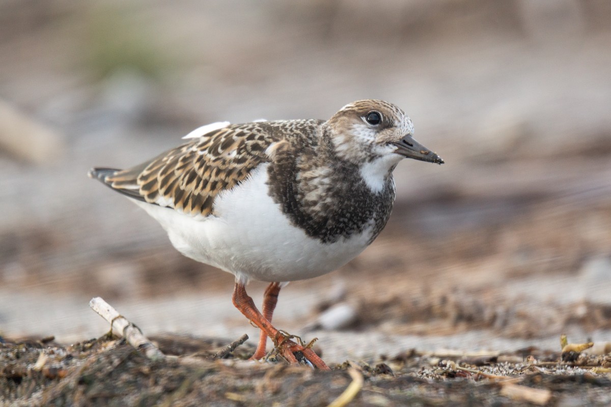 Ruddy Turnstone - David Turgeon